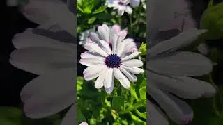 shrubby daisybush flowers #gardening #flowers
