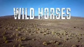 WILD HORSES OF NEVADA VIRGINIA RANGE