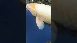 Large Yellow Koi Fish!