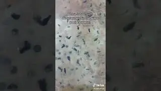 Squishing frog eggs
