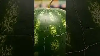 🍉 The Watermelon Cat is ALIVE!  Red Kitten Born from Watermelon #cats #kitten #funnycats #shorts