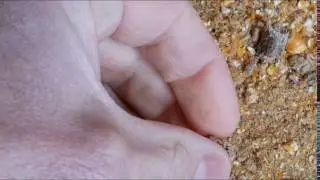 Pelleted Fiber and The Next Generation of Feed&trade;
