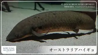 【神戸須磨シーワールド】オーストラリアハイギョ