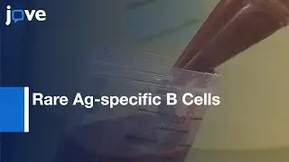 Rare Ag-specific B Cells Enrichment to Analyse Phenotype and Function | Protocol Preview