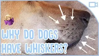 Why Do Dogs Have Whiskers?