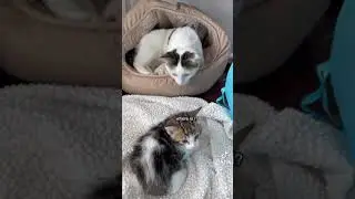 dad cat meets baby cat for the first time