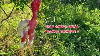 MOTIVOS PARA VOCÊ CRIAR POLACO GIGANTE
