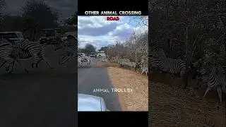 Wild Animal Crossing Road 💀 #shorts #shortsfeed #animals #lion #tiger