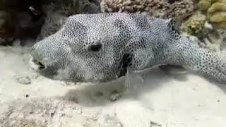 Starry puffer