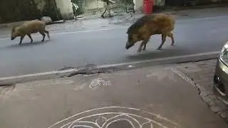 Wild boar everywhere.Only in India