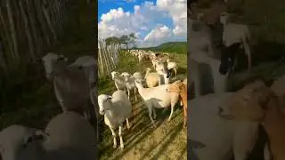 Santa ines 🐑 sheep