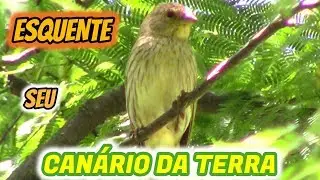 O Melhor Piado Para ESQUENTAR O CANÁRIO DA TERRA em 20 MINUTOS ✔