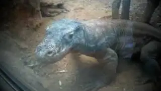 K for Komodo Dragon ~ Big Animal Movies Clips ~ Real Animal Alphabet by LucyAnimals