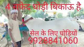 सफेद घोड़ियों सेल के लिए 4 घोड़ी बिकाऊ टोंक जिले में है horse video rajastan horse for sel kam kimat