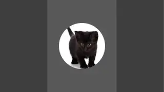 Daily life of my cat  &bull; Cute cat vlog  &bull; Cat playing  &bull; Funny cat moments  &bull; Cat daily