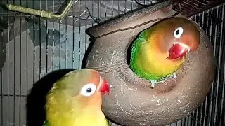 beautiful birds | beautiful parrots | cute birds | cute lovebirds | cute parrots | colourful birds