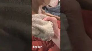#lablove #labmix #puppy #lablovers #mixedbreed #funny #whitelab #dog #cute #labfam