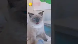 Cats hate bad smells #funny #cat #funnyanimal #funnypet #pets