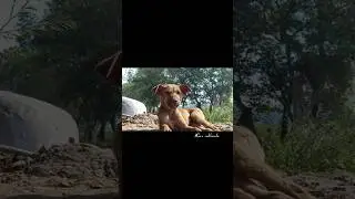 photo of the day | #day156 | dog🐶  | nature photography | mobile photography |📸❤️
