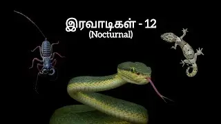 🐍இரவாடிகள் - 12🦎 Nocturnal 🦂 #tamil #tamilnadu #wildlife #nature #snake 
