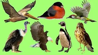 Learn names Wild birds in English | Учим названия диких птиц на английском