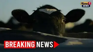 Anthrax Outbreak in Victoria Leads to Cattle Deaths and Farm Quarantine