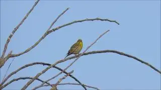Passereau. Oiseau jaune