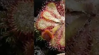 Sundew Drosera spatulata catches his prey #carnivorousplants