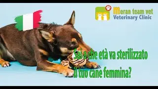 23 - Sai a che et&agrave; va sterilizzato il tuo cane femmina?
