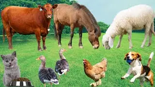 Поиск пищи сельскохозяйственными животными: коровами, лошадьми, овцами, буйволами, курами, утками...