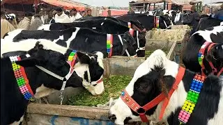 Pure Australian Friesian Cow Mandi Update | Sahiwal Gulabi Bachriyan | Lahore Cow Mandi 2022