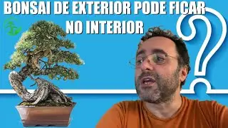 P&R - Bonsai de Exterior pode ir para o Interior?