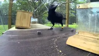 Are crows the ultimate problem solvers    Inside the Animal