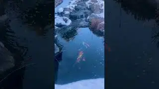 How do Pond Fish Survive the winter?