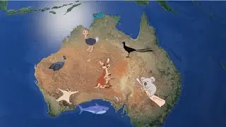 Wildlife Wonders: Australian Animals Interesting Facts