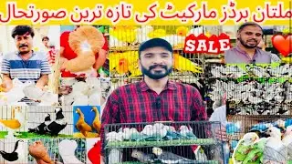 Multan Birds market latest update 13-6-25 || Friday update || fancy pigeons,coctail ||