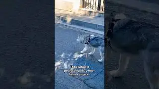 German Shepherd vs Husky🤣 Funniest Huskies | Best Videos #husky #doglovers #huskydog #shorts #dog