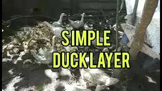 Duck layer in backyard simple farming technique.