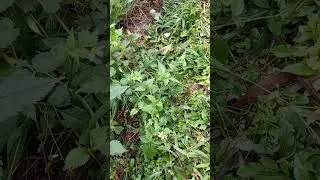 papunga  planta que estabiliza la AZUCAR en sangre