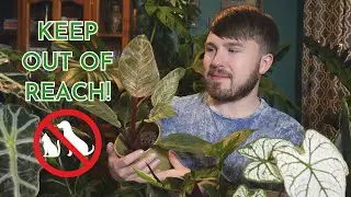 Avoid These Non Pet-Safe Plants - Substances, Symptoms and Plant List (14 Plants!)