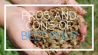 Pros and Cons of Beet Pulp