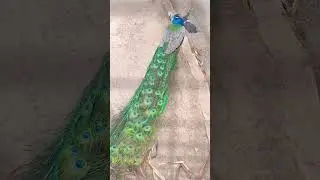 peacock beautiful feathers #peacock #feathers #display #wings