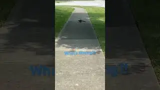 😳🚨🐿️ What Is Wrong?! #wildlife #wildlifewarrior #squirrelneedshelp #squirreldown #ohiothing