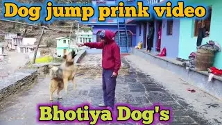 Bhotiya dog jumps prink video|| jumping dog|| Himalayan dog ||
