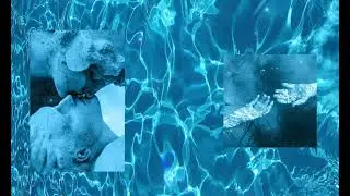 𝚂𝚞𝚛𝚛𝚎𝚗𝚍𝚎𝚛 🌊