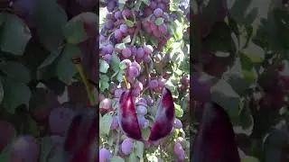 Sweet Grapes #capcut #capcutviral #asmr #sweet #grape #asmrvideo #fruitslice #viralvideo #trending