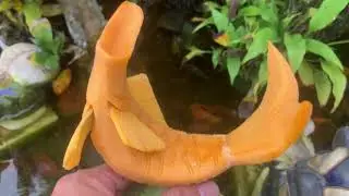 Cutting edge of Vegetable Art with CARP | C&aacute; Ch&eacute;p với nghệ thuật cắt tỉa rau củ