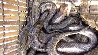 Wow brave girl catches big snake in the forest - How to catch snake