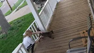 Savvy Cat Escapes Attempted Kidnapping from His Nebraska Porch: Cops