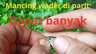 small river with lots of fish ❗wader fishing fullstrike tanago microfishing